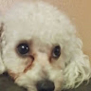 Meet your Posher, Dora